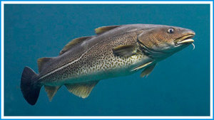 Тресковые рыбы: виды, особенности и среда обитания