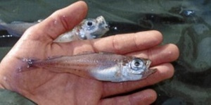 Гадикул - что это за рыба