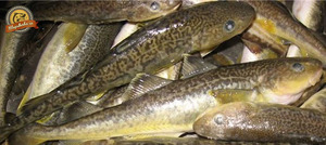 Северная навага - места обитания и особенности