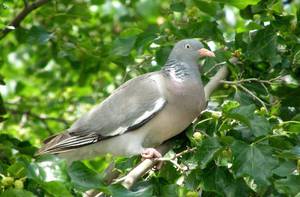 Вяхирь — лесной голубь: описание, образ жизни и особенности