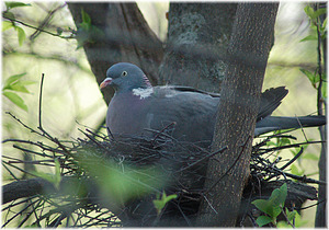 Фото вяхирь в гнезде