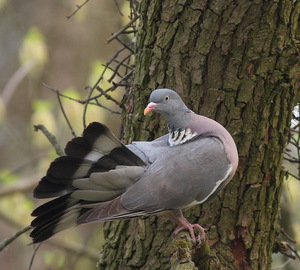 Фото рацион питания голубя