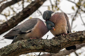 Фото размножение голубей