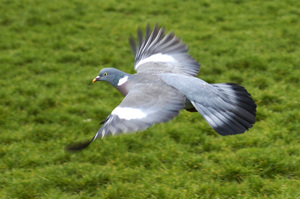 Фото охота на птиц