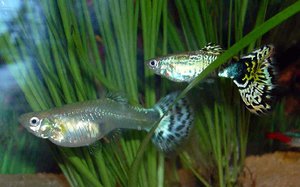 Описание рыбок гуппи фото