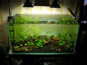 Уход и содержание рыбок фото