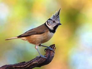 Хохлатая синица: лесной санитар и её образ жизни