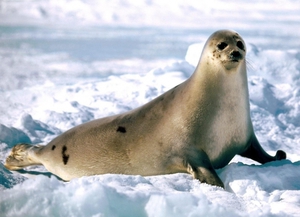 Фото внешний вид тюленя