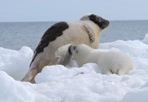 Фото выведение потомства