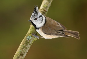 Интересная синица -  гренадёрка