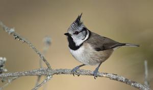 Как выглядит  синица хохлатая