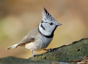 Хохлатая синица - ареал обитания
