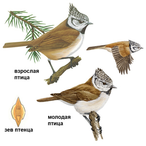Птица синица - как она выглядит