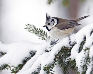 Хохлатая синица гренадер - как живет в зимнее время