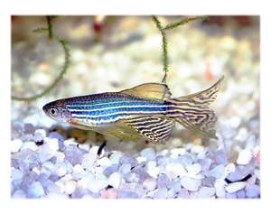 Данио рерио