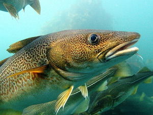 Как выглядит атлантическая треска, особенности