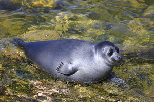 Щенок байкальской нерпы
