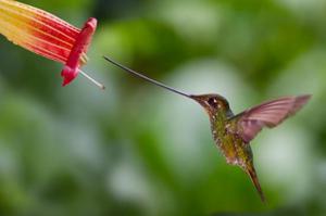 Птицы с длинным клювом: виды, особенности и образ жизни