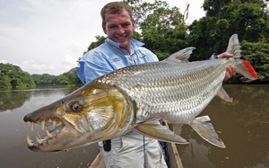 Тигровая рыба голиаф: описание, особенности и образ жизни
