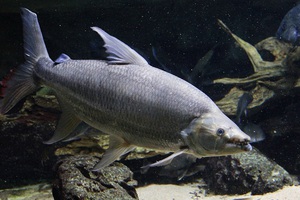 Места обитания рыб тигровых голиафов