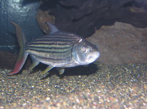 Особенности содержания рыб тигровых голиафов