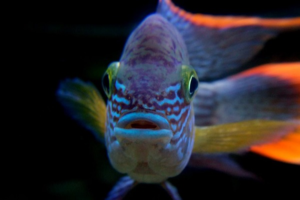 Бирюзовые акары: содержание и совместимость в аквариуме