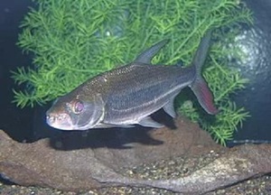 Характер тигровых голиафов и нюансы разведения