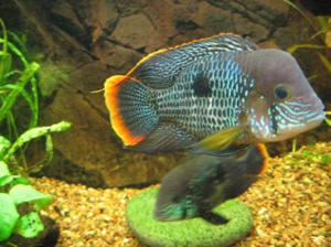 Обустраивать аквариум нужно с учетом не только физиологии, но и характера рыбок