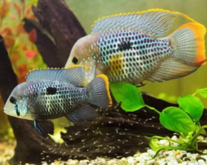 Если акары не понравятся друг другу, нереста не будет