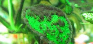 Как очистить аквариум от  водорослей на стеклах