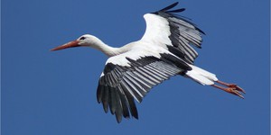 Белый аист в полете - фото