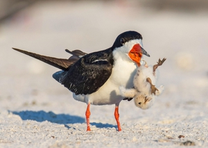 Черный водорез - интересная птица