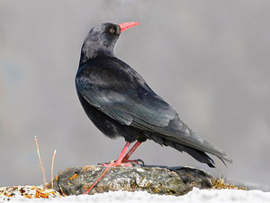 Птицы-рекордсмены - длинный хвост, клюв и другие особенности