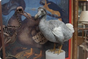 Место в экосистеме птицы додо