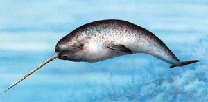 Нарвал — морской единорог: описание и среда обитания