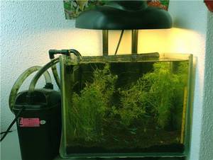 Как выбрать наружный фильтр для аквариума: советы и рекомендации