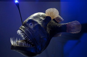 Рыба удильщик живет на большой глубине