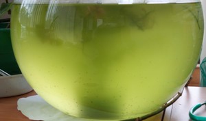 Почему вода позеленела