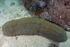 Морской огурец  