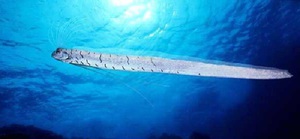 Сельдяной король. Описание и особенности рыбы        