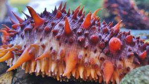 Трепанг Свойства и польза трепанга