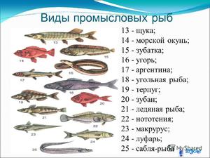Ценность промысловых рыб