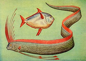 Рыба-ремень и легенды