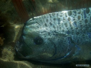 Сельдяной Король голова крупно