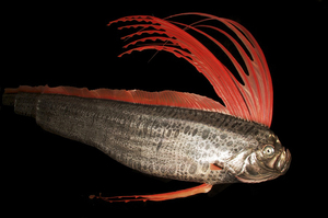 Красивый сельдяной король с оранжевым гребнем