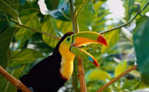 Экзотические птицы: виды, описание и особенности ухода