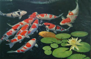 Карп кои в пруду: уход, содержание и особенности разведения