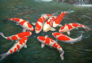 Карпы кои - загадочные обитатели искусственных водоемов