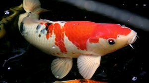 Карп кои - строение тела