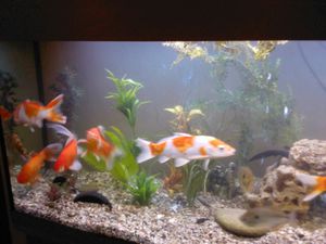 Аквариумное содержание карпов кои